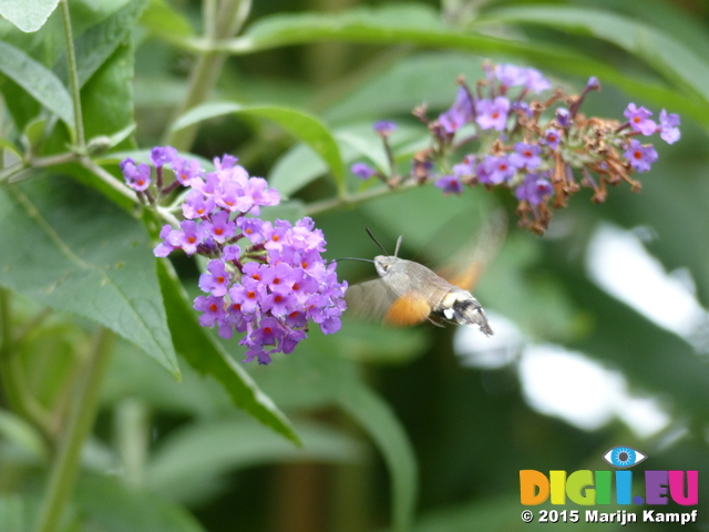 FZ020149 'Colibri butterfly' Hummingbird Hawk-moth (Macroglossum stellatarum)